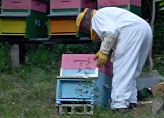 Ascoli Piceno - Api e miele, esperti a confronto con gli apicoltori
